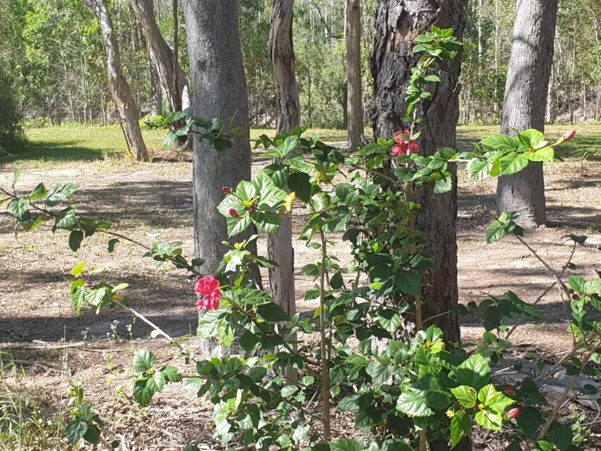 Yellow - Bush And